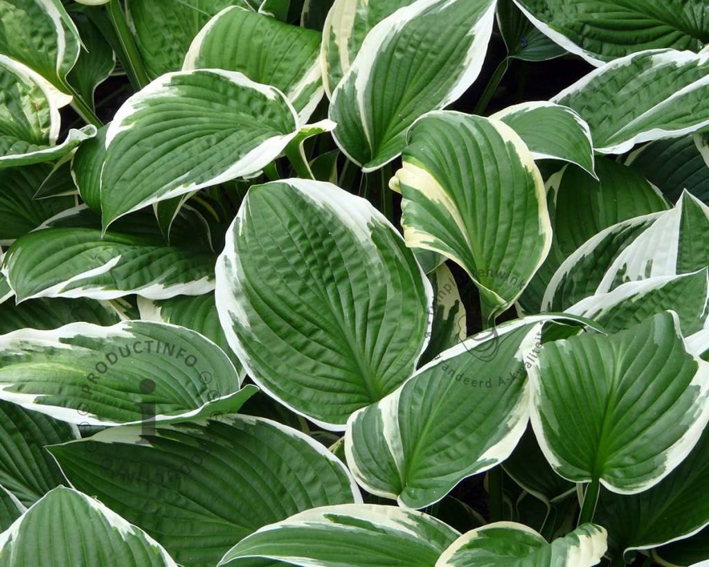 Hosta Fortunei Francee - View 9 from www redcrocus com