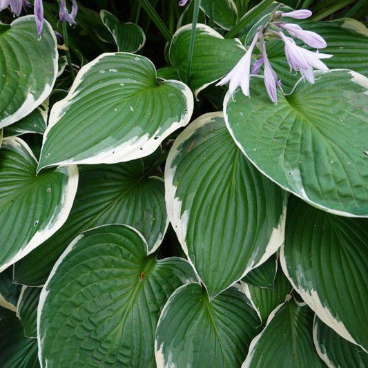 Hosta X Fragrant Bouquet - View 14 from www redcrocus com