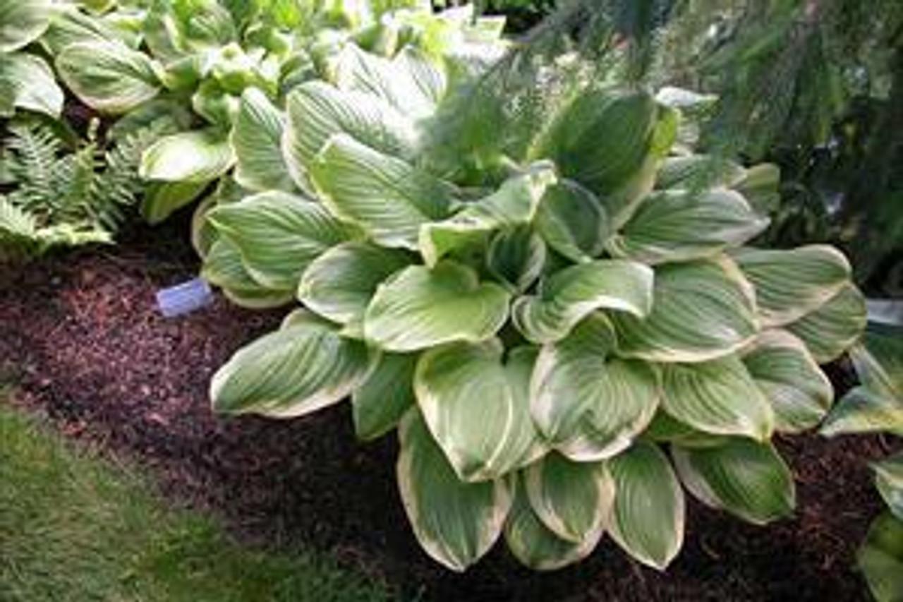 Hosta X Fragrant Bouquet - View 7 from www redcrocus com