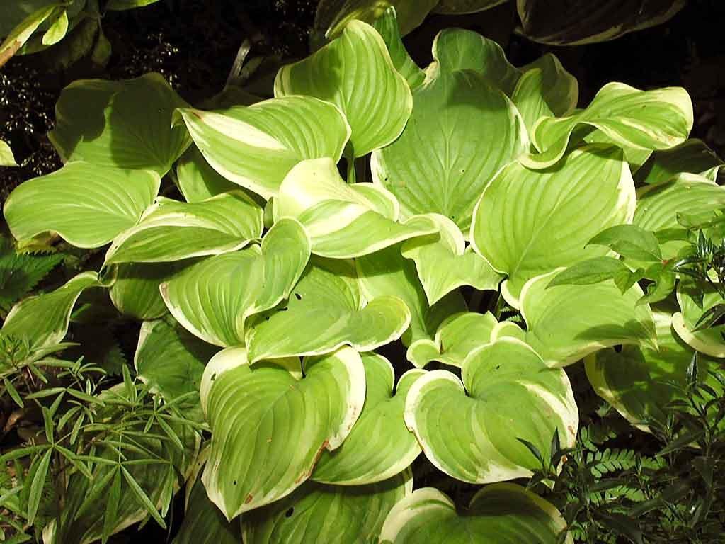 Hosta X Fragrant Bouquet - View 9 from www redcrocus com