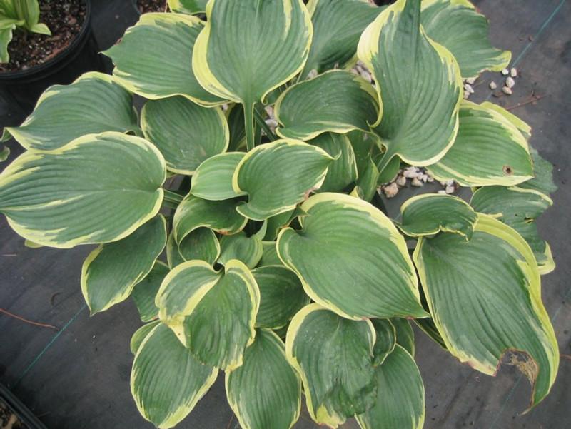Hosta X 'earth Angel' - View 10 from www redcrocus com