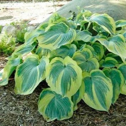 Hosta X 'earth Angel' - View 12 from www redcrocus com