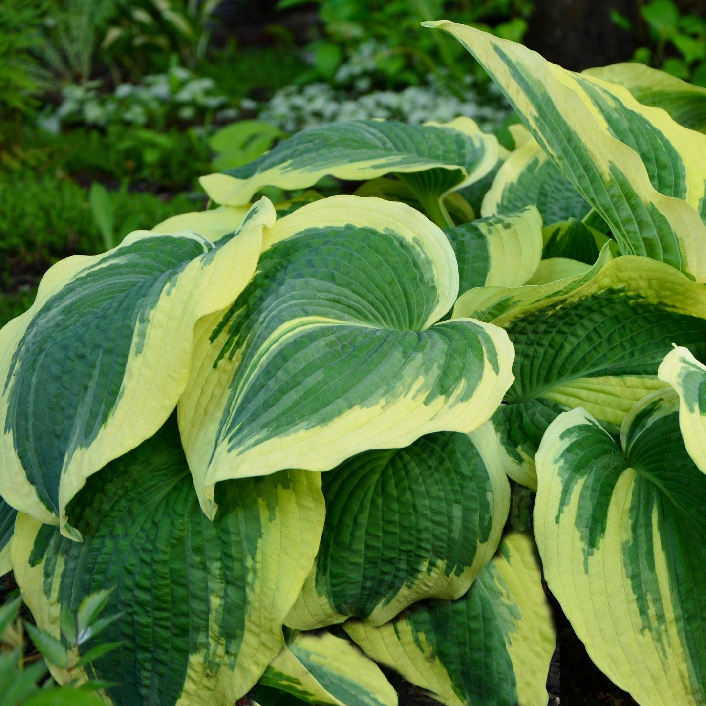 Hosta X 'earth Angel' - View 15 from www redcrocus com