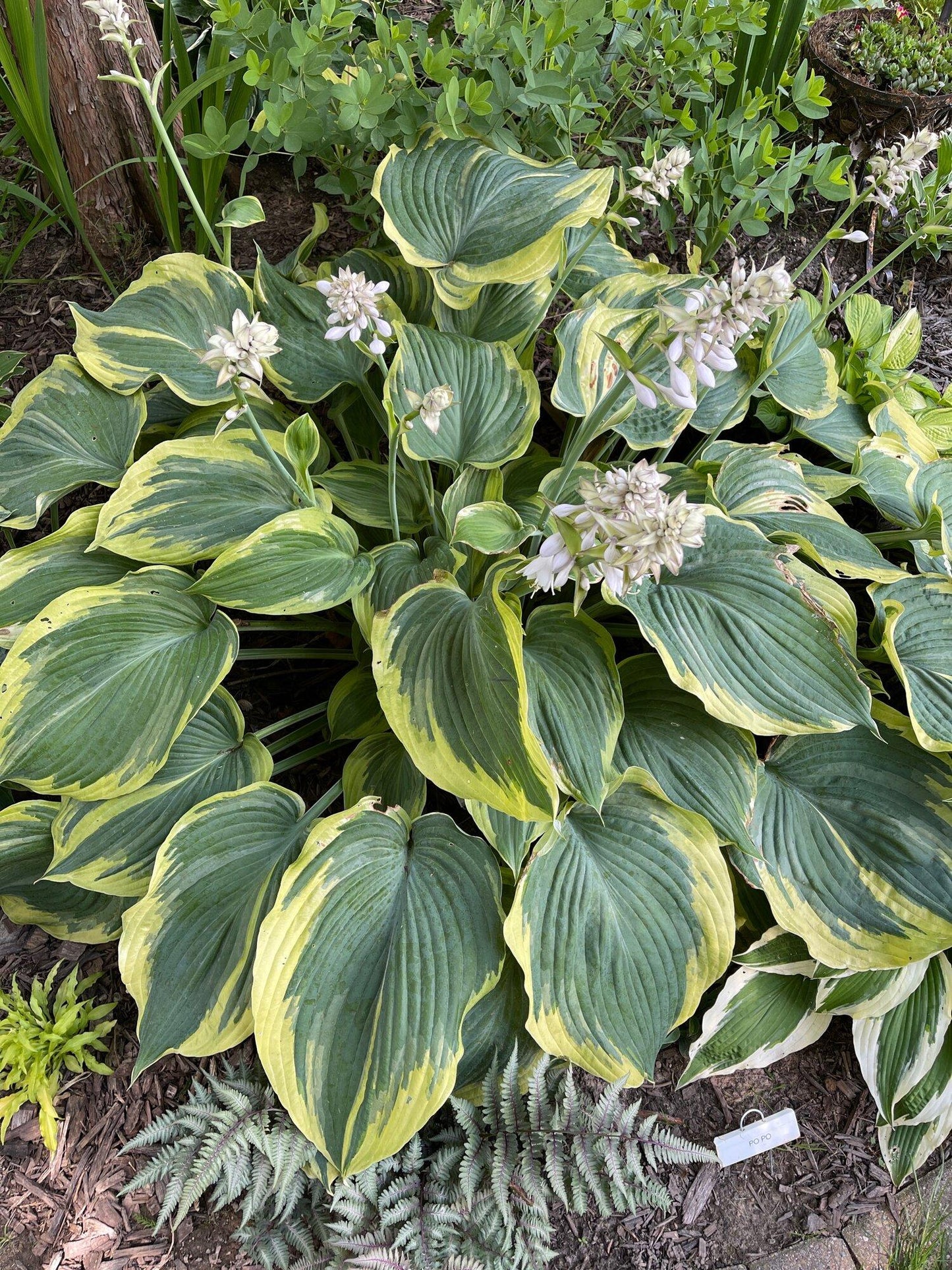 Hosta X 'earth Angel' - View 16 from www redcrocus com