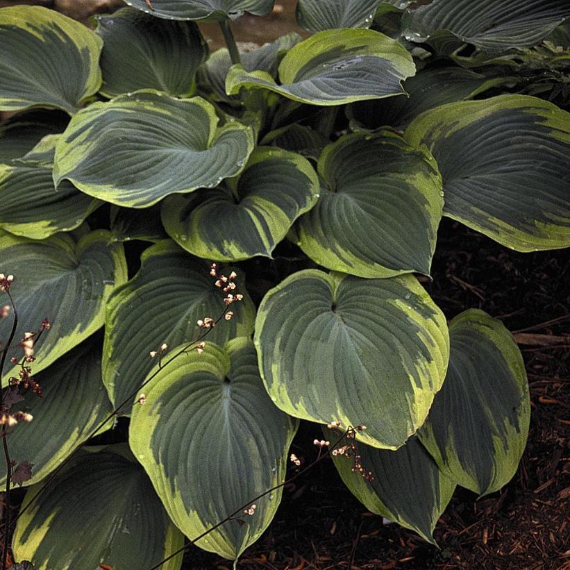 Hosta X 'earth Angel' - View 18 from www redcrocus com