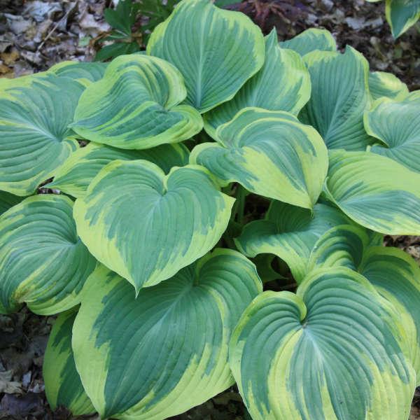 Hosta X 'earth Angel' - View 2 from www redcrocus com
