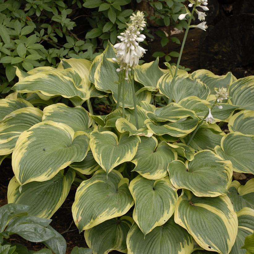 Hosta X 'earth Angel' - View 3 from www redcrocus com