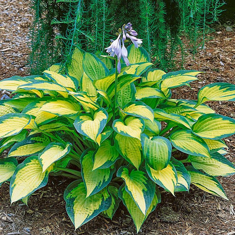 Hosta Sieboldiana X Paul S Glory - View 1 from www redcrocus com