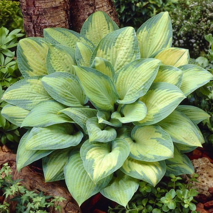 Hosta Sieboldiana X Paul S Glory - View 8 from www redcrocus com