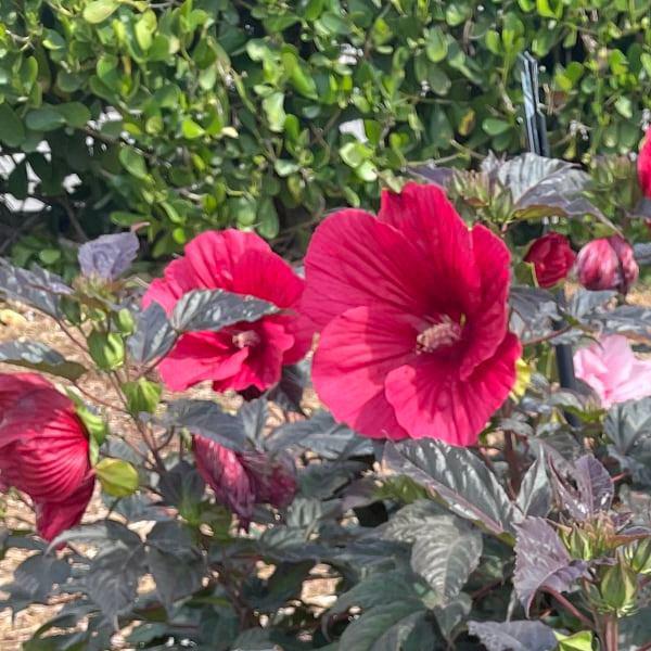 Hibiscus Moscheutos Moonshadow Rosita - View 11 from www redcrocus com