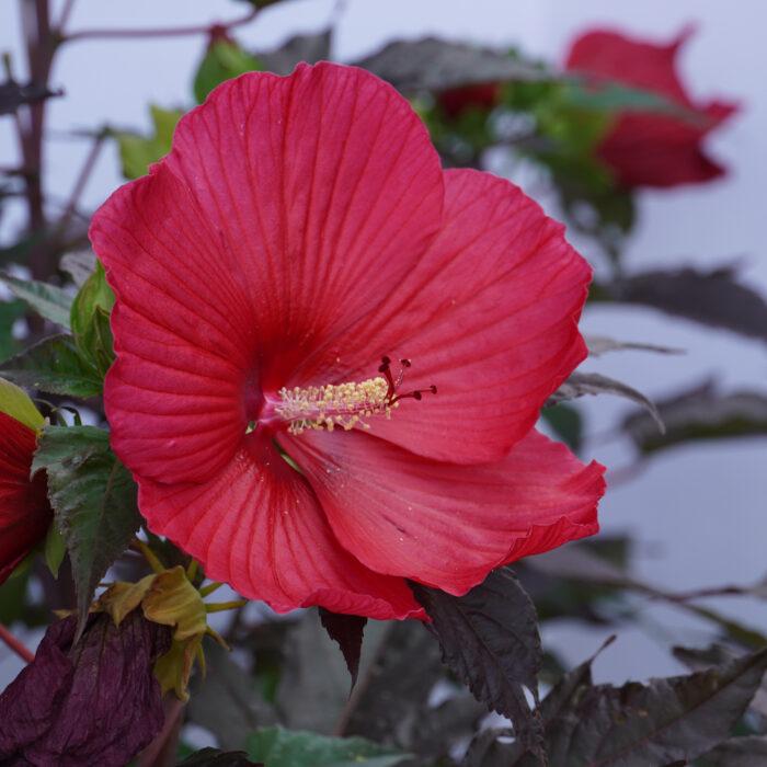 Hibiscus Moscheutos Moonshadow Rosita - View 13 from www redcrocus com