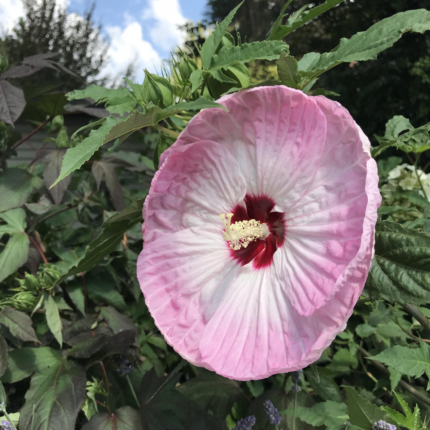 Hibiscus Moscheutos Moonshadow Rosita - View 14 from www redcrocus com