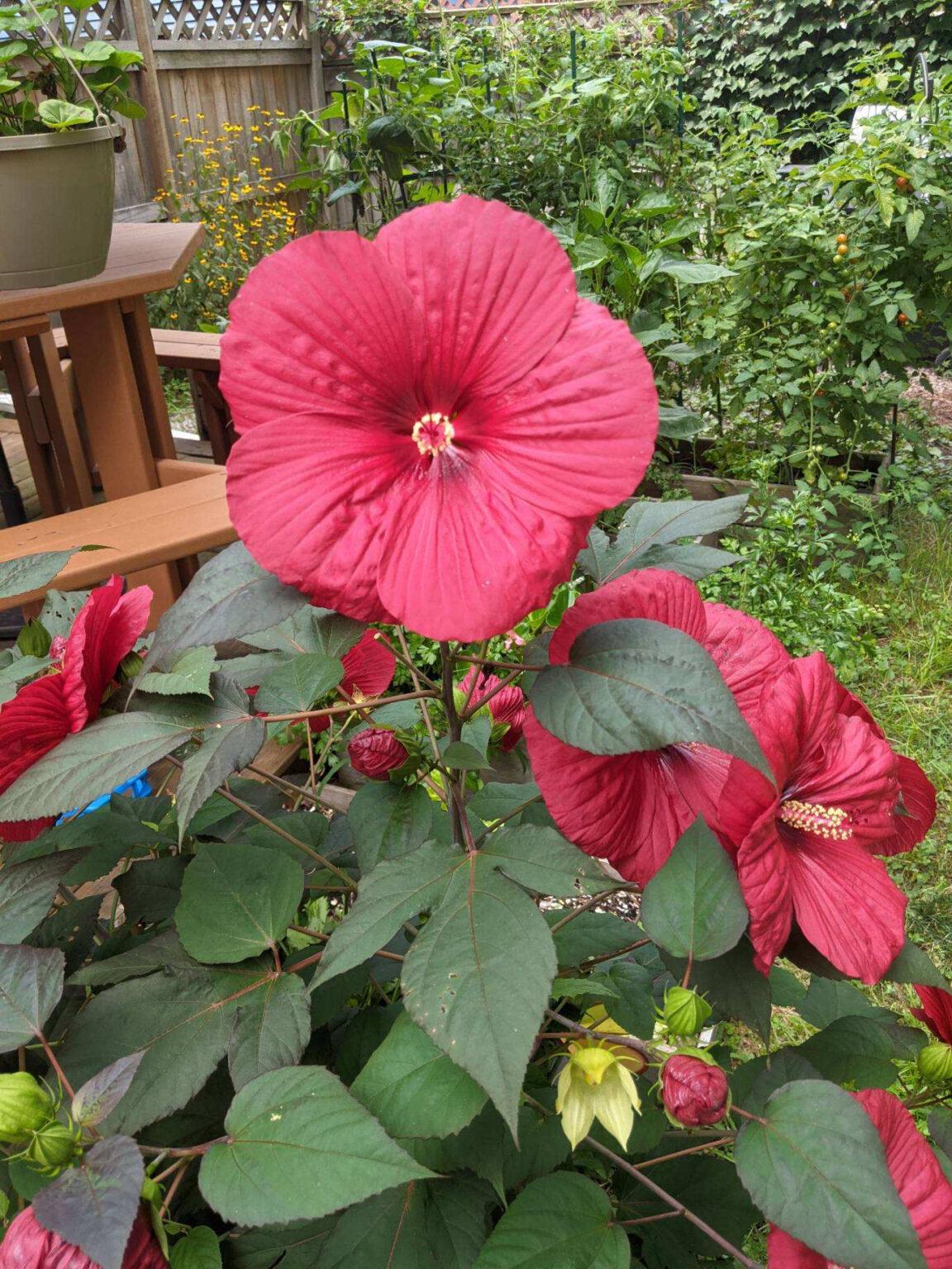 Hibiscus Moscheutos Moonshadow Rosita - View 15 from www redcrocus com