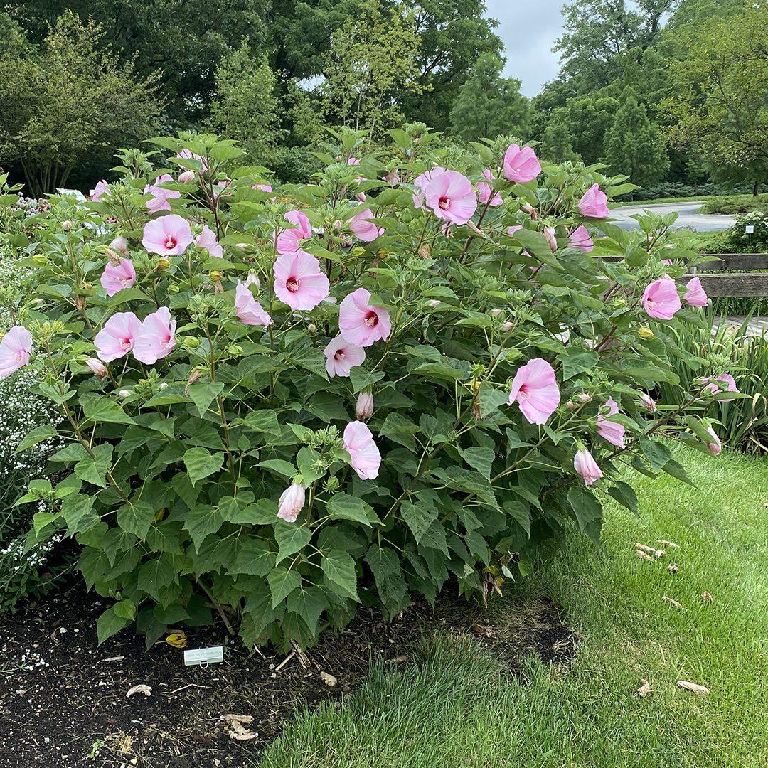 Hibiscus Moscheutos Moonshadow Rosita - View 17 from www redcrocus com