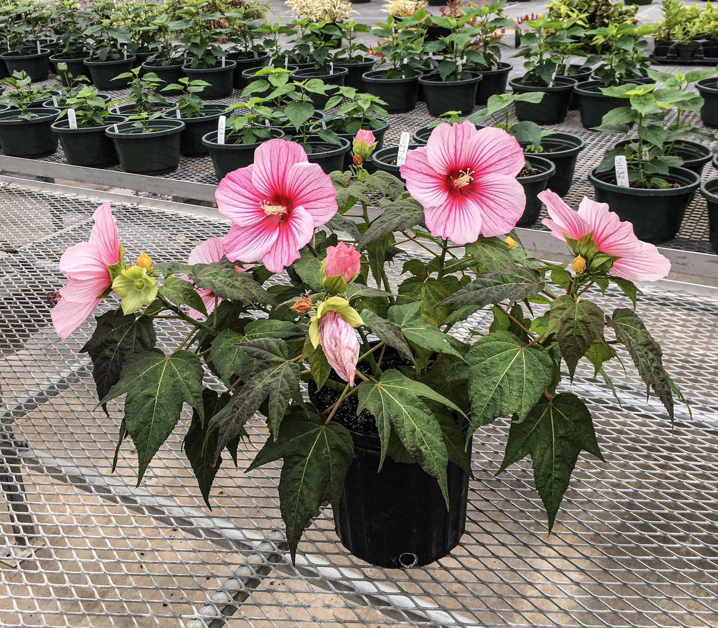 Hibiscus Moscheutos Moonshadow Rosita - View 1 from www redcrocus com