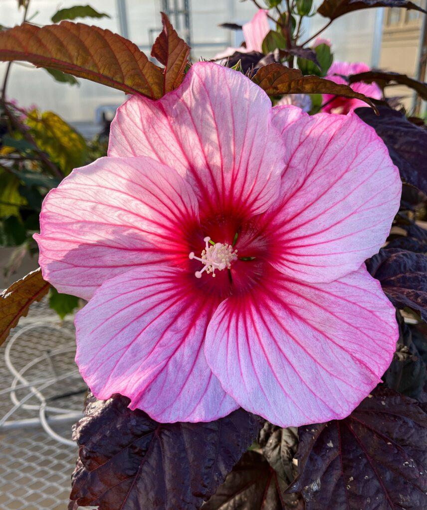 Hibiscus Moscheutos Moonshadow Rosita - View 2 from www redcrocus com