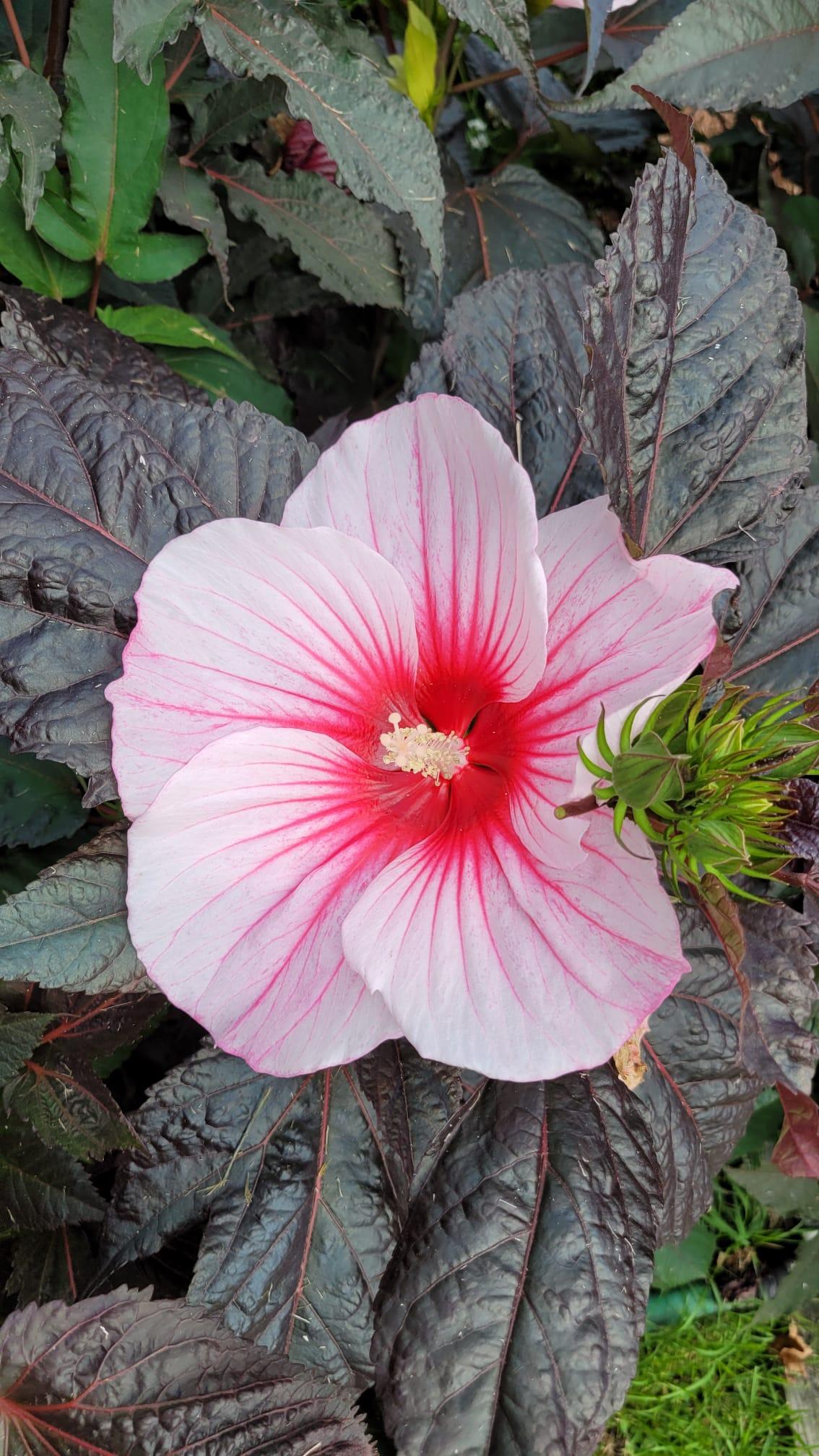 Hibiscus Moscheutos Moonshadow Rosita - View 3 from www redcrocus com