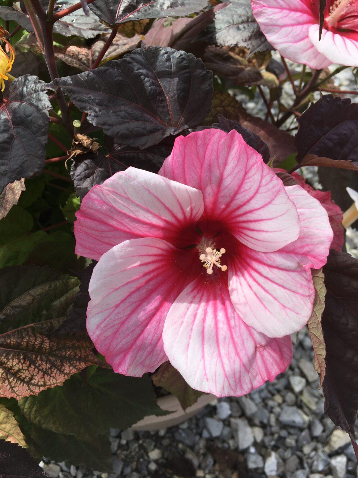 Hibiscus Moscheutos Moonshadow Rosita - View 4 from www redcrocus com