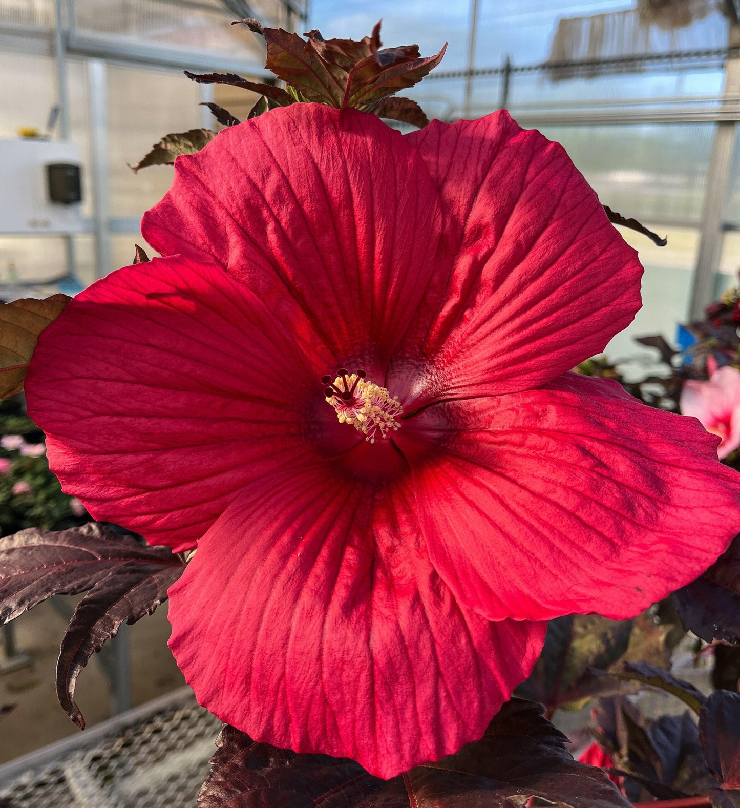 Hibiscus Moscheutos Moonshadow Rosita - View 5 from www redcrocus com