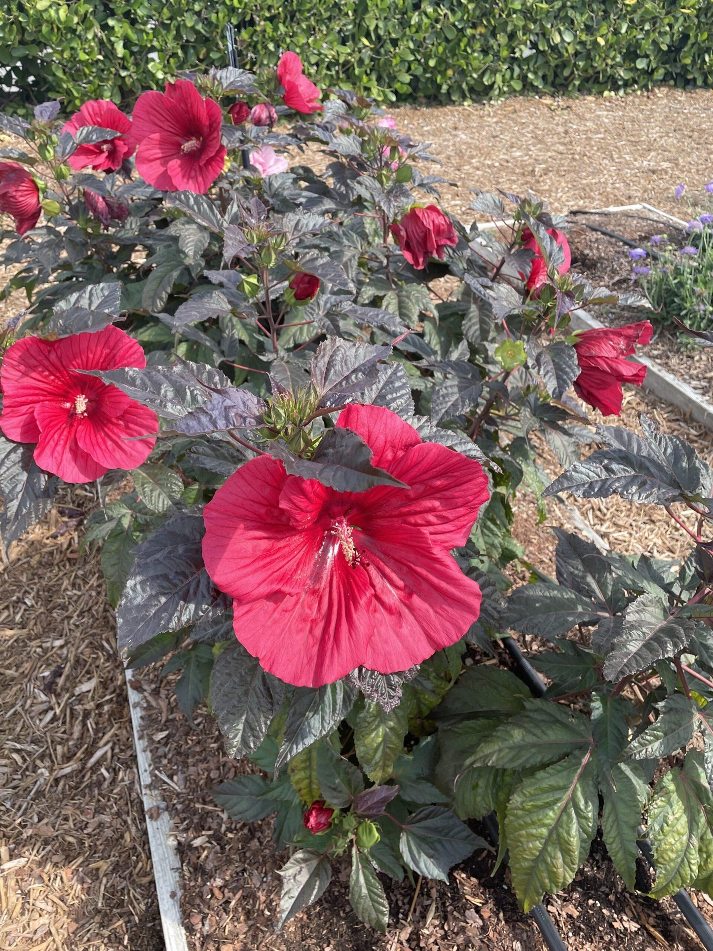Hibiscus Moscheutos Moonshadow Rosita - View 6 from www redcrocus com