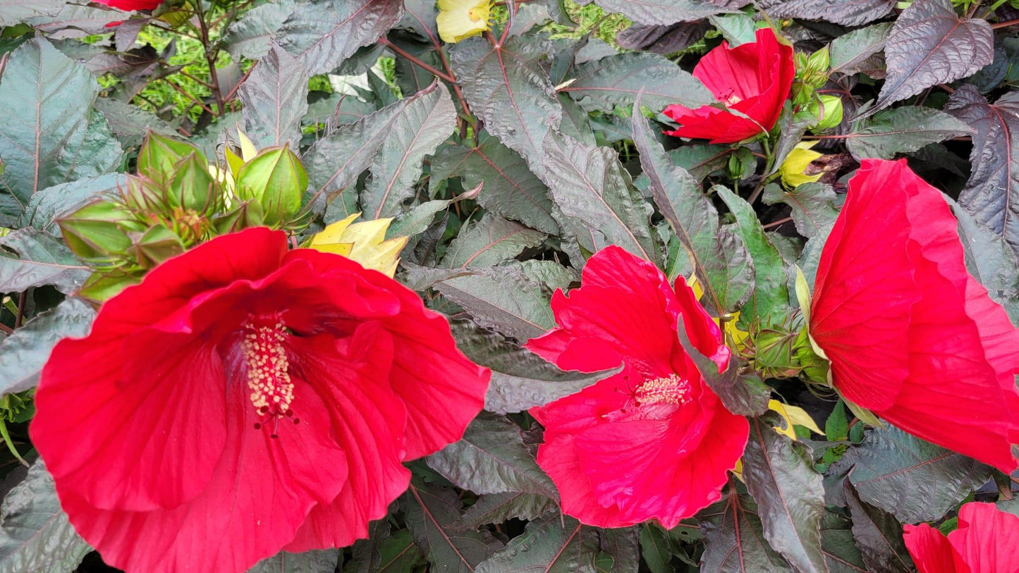 Hibiscus Moscheutos Moonshadow Rosita - View 9 from www redcrocus com