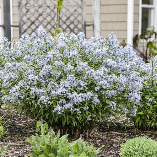 Amsonia Tabernaemontana Storm Cloud - View 14 from www redcrocus com