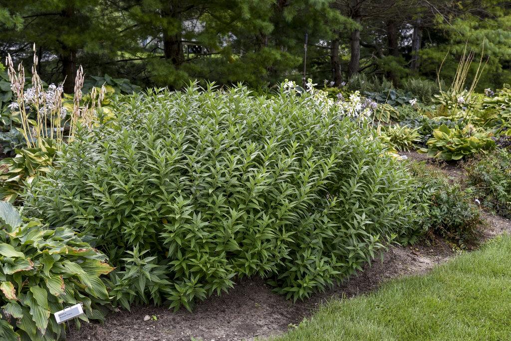 Amsonia Tabernaemontana Storm Cloud - View 16 from www redcrocus com