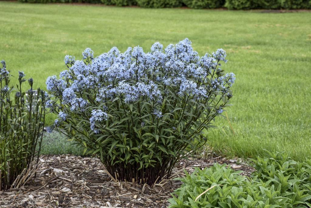 Amsonia Tabernaemontana Storm Cloud - View 3 from www redcrocus com