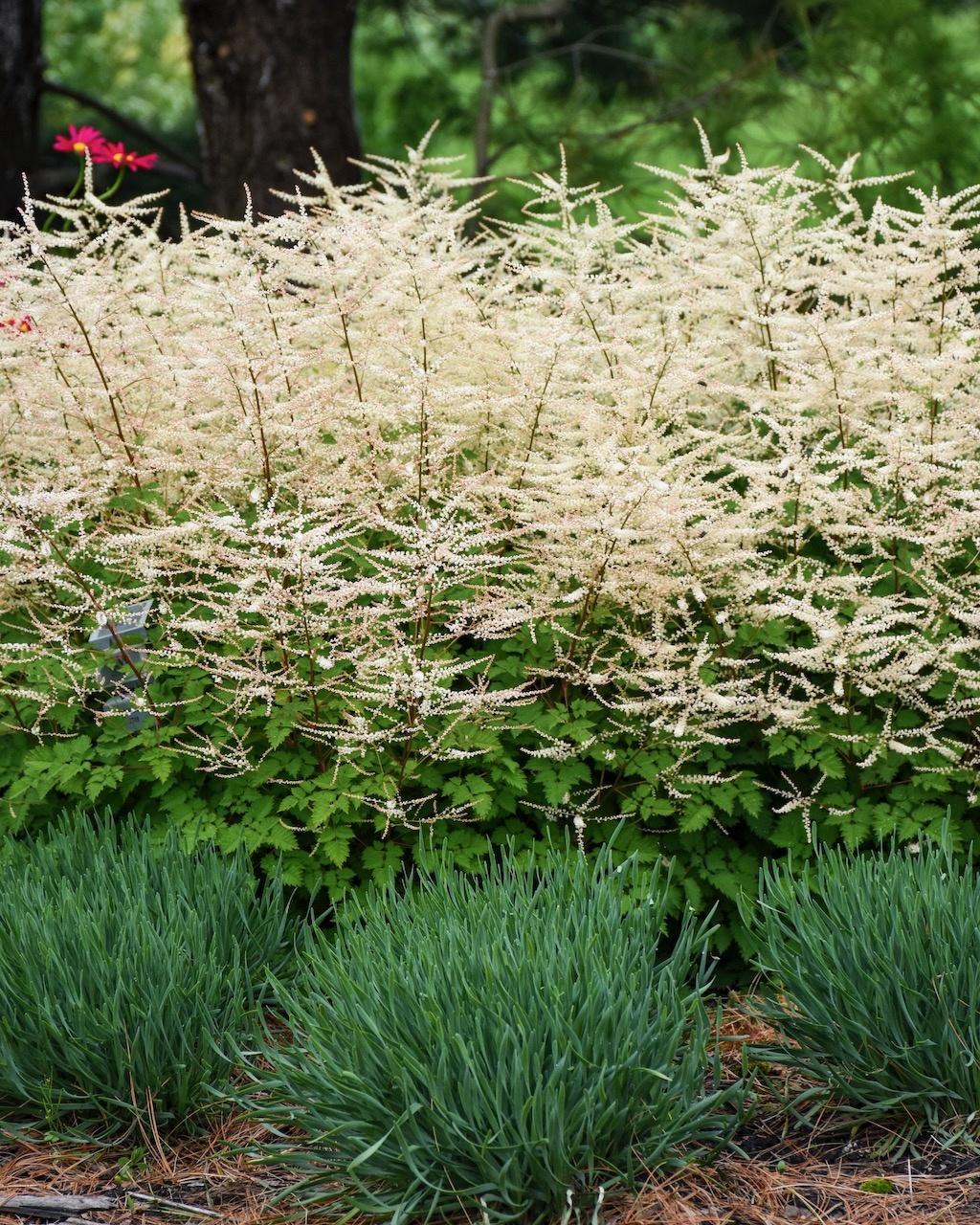 Aruncus Chantilly Lace - View 2 from www redcrocus com