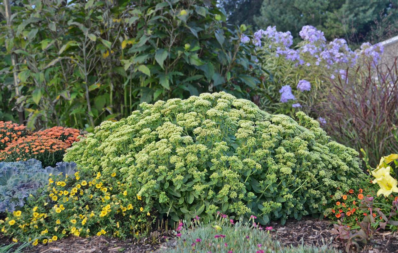 Sedum X Rock N Grow Lemonjade - View 10 from www redcrocus com