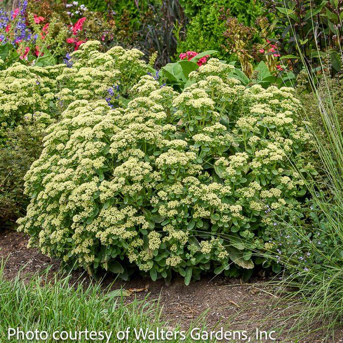 Sedum X Rock N Grow Lemonjade - View 11 from www redcrocus com