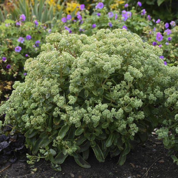 Sedum X Rock N Grow Lemonjade - View 12 from www redcrocus com