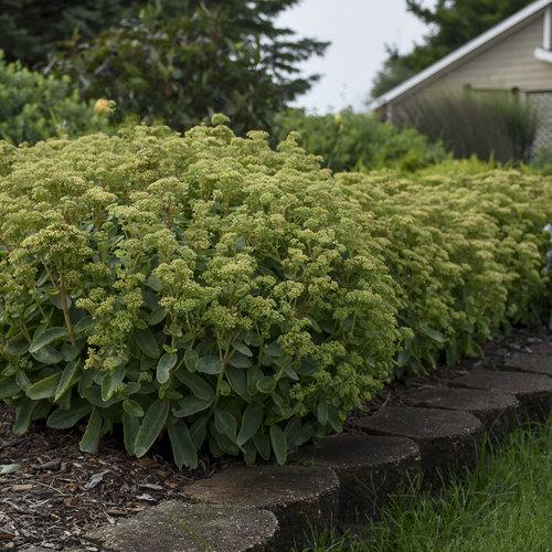 Sedum X Rock N Grow Lemonjade - View 13 from www redcrocus com