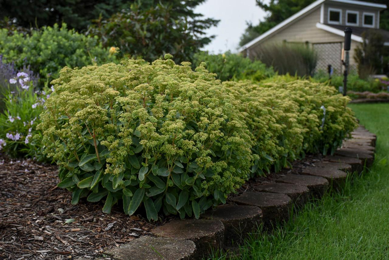 Sedum X Rock N Grow Lemonjade - View 14 from www redcrocus com
