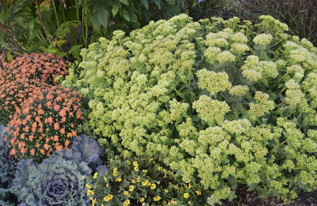Sedum X Rock N Grow Lemonjade - View 15 from www redcrocus com