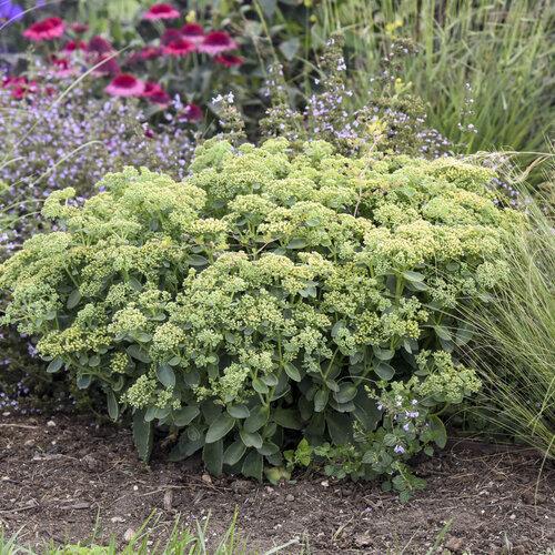 Sedum X Rock N Grow Lemonjade - View 16 from www redcrocus com
