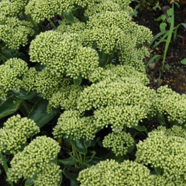 Sedum X Rock N Grow Lemonjade - View 18 from www redcrocus com