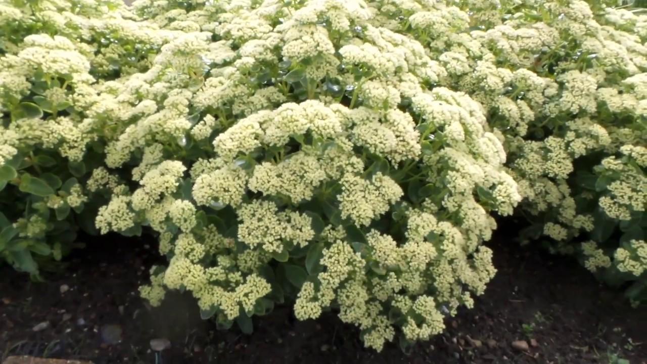 Sedum X Rock N Grow Lemonjade - View 19 from www redcrocus com