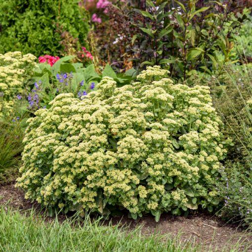 Sedum X Rock N Grow Lemonjade - View 20 from www redcrocus com