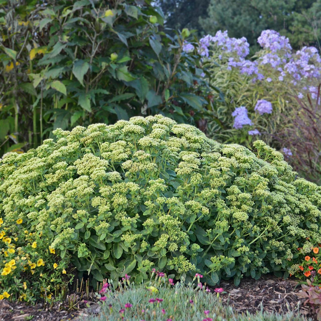 Sedum X Rock N Grow Lemonjade - View 5 from www redcrocus com