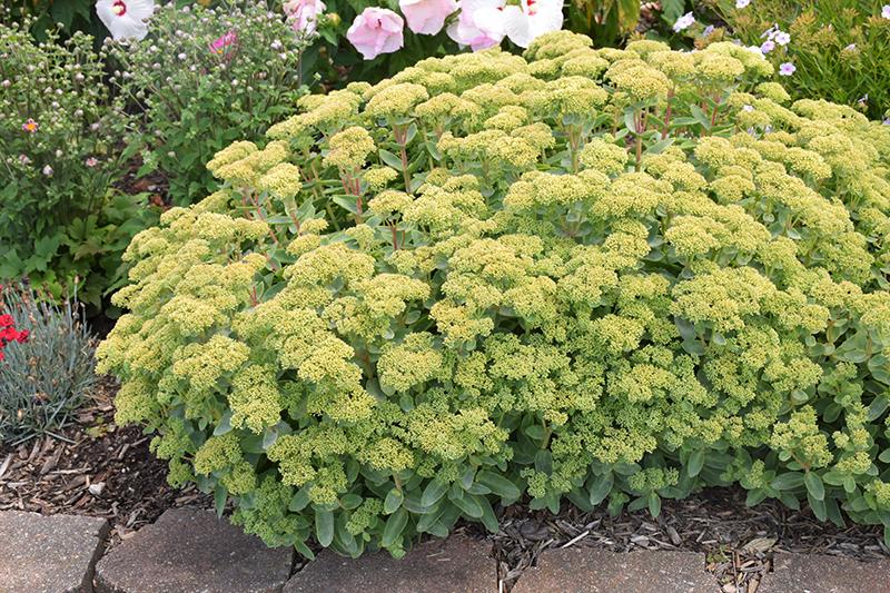 Sedum X Rock N Grow Lemonjade - View 6 from www redcrocus com