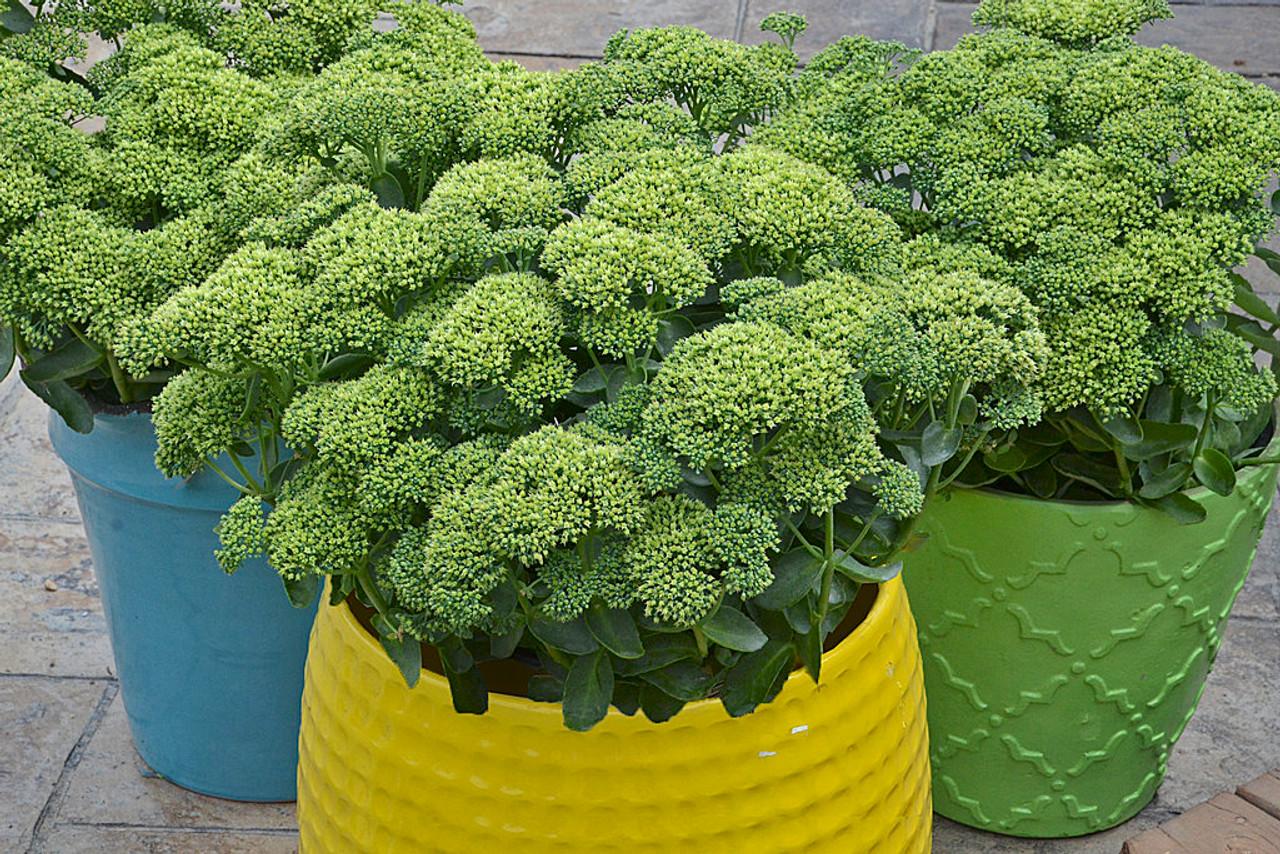 Sedum X Rock N Grow Lemonjade - View 8 from www redcrocus com