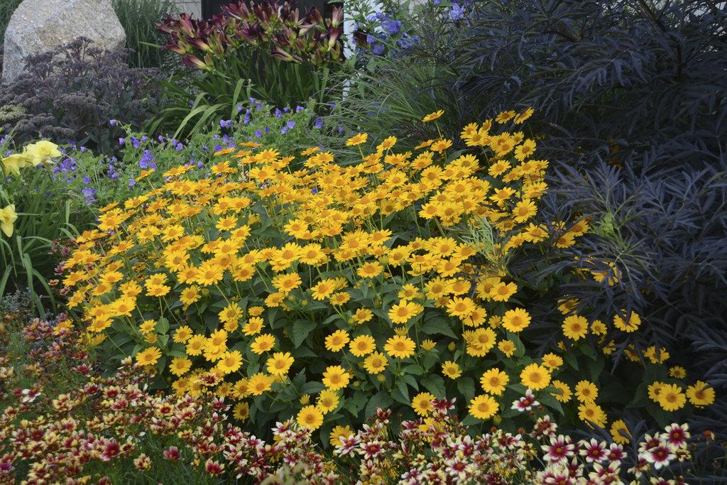 Heliopsis Helianthoides Tuscan Sun - View 10 from www redcrocus com