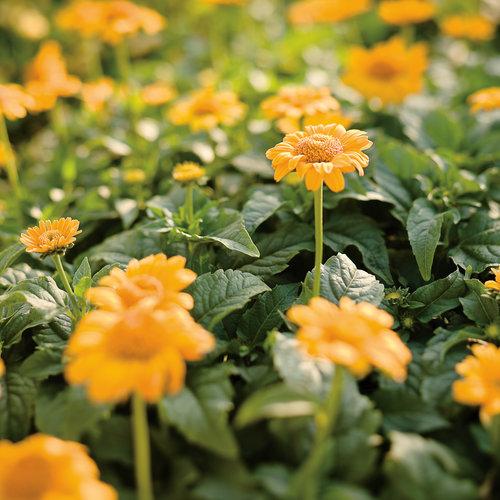 Heliopsis Helianthoides Tuscan Sun - View 11 from www redcrocus com
