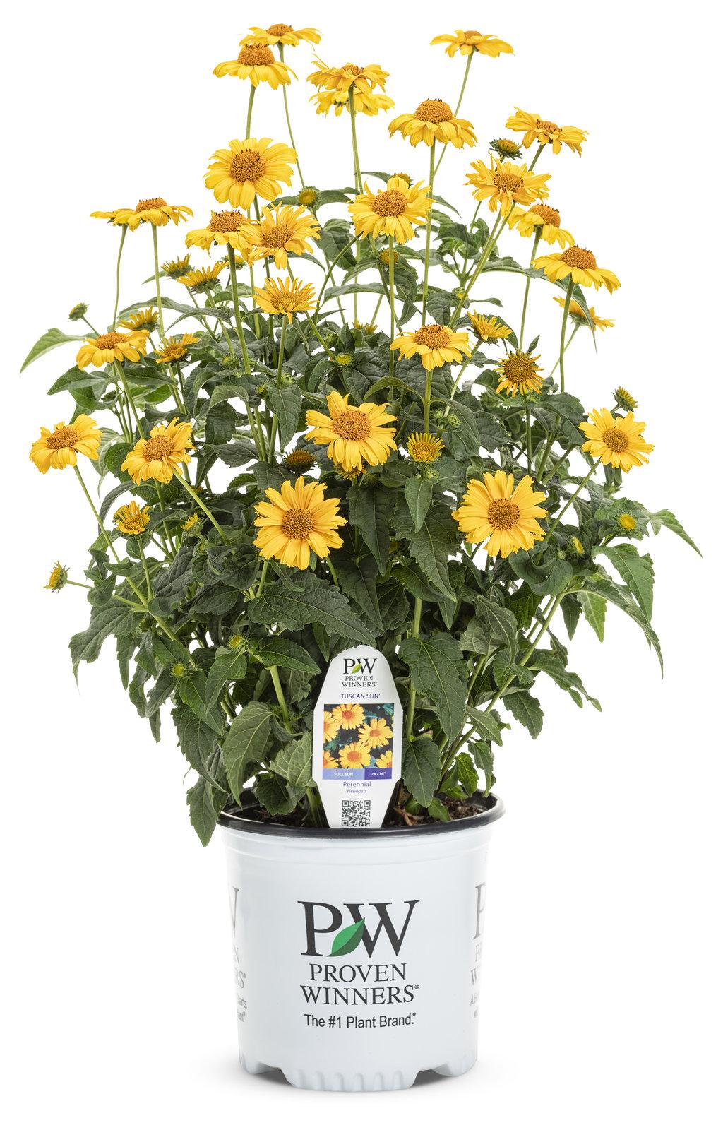 Heliopsis Helianthoides Tuscan Sun - View 12 from www redcrocus com