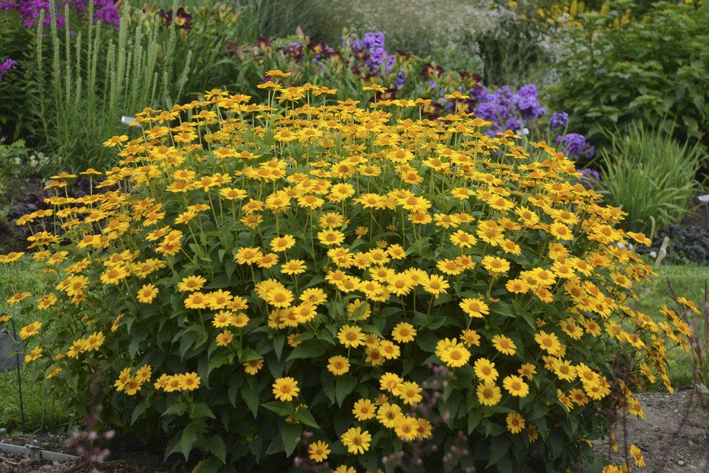 Heliopsis Helianthoides Tuscan Sun - View 14 from www redcrocus com