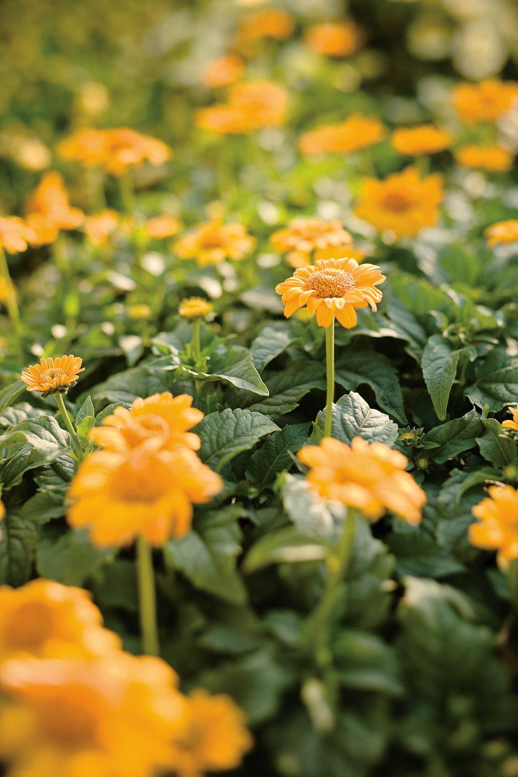Heliopsis Helianthoides Tuscan Sun - View 15 from www redcrocus com
