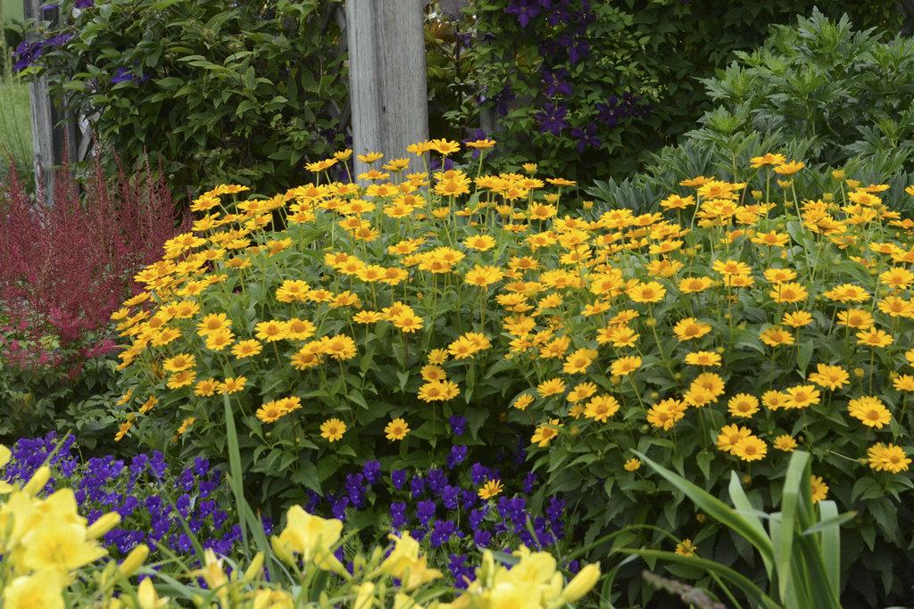 Heliopsis Helianthoides Tuscan Sun - View 16 from www redcrocus com