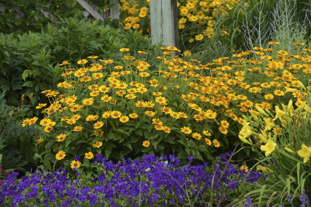 Heliopsis Helianthoides Tuscan Sun - View 17 from www redcrocus com
