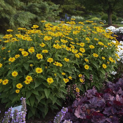 Heliopsis Helianthoides Tuscan Sun - View 18 from www redcrocus com